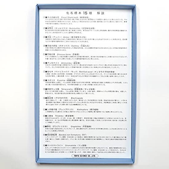 SCIENCE of 15 Fossil Specimens with Explanation Boxed of Box 130 X 200 X H15 Kaseki FOSSILS SPECIMENS 15 "Set (made Paper) Size Mm" Hyōhon