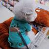 Casaco Jeans Roupas com Argola de Fivela Jaquetas Jeans para Cachorros Pequenos e Médios