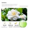 Smart Wall Mounted Essential Oil Diffuser Aromatherapy Humidifier with Automatic Air Deodorization for Home