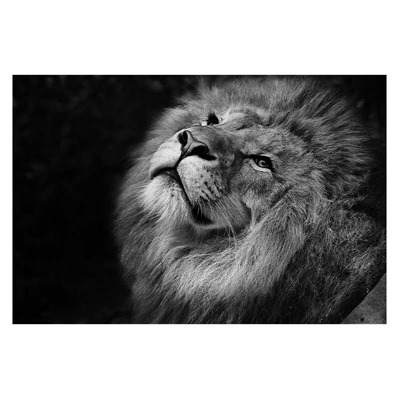 African Animal Lion Posters and Print Black and White Wall Art Canvas Oil Painting Picture for Living Room Decor Home Decoration