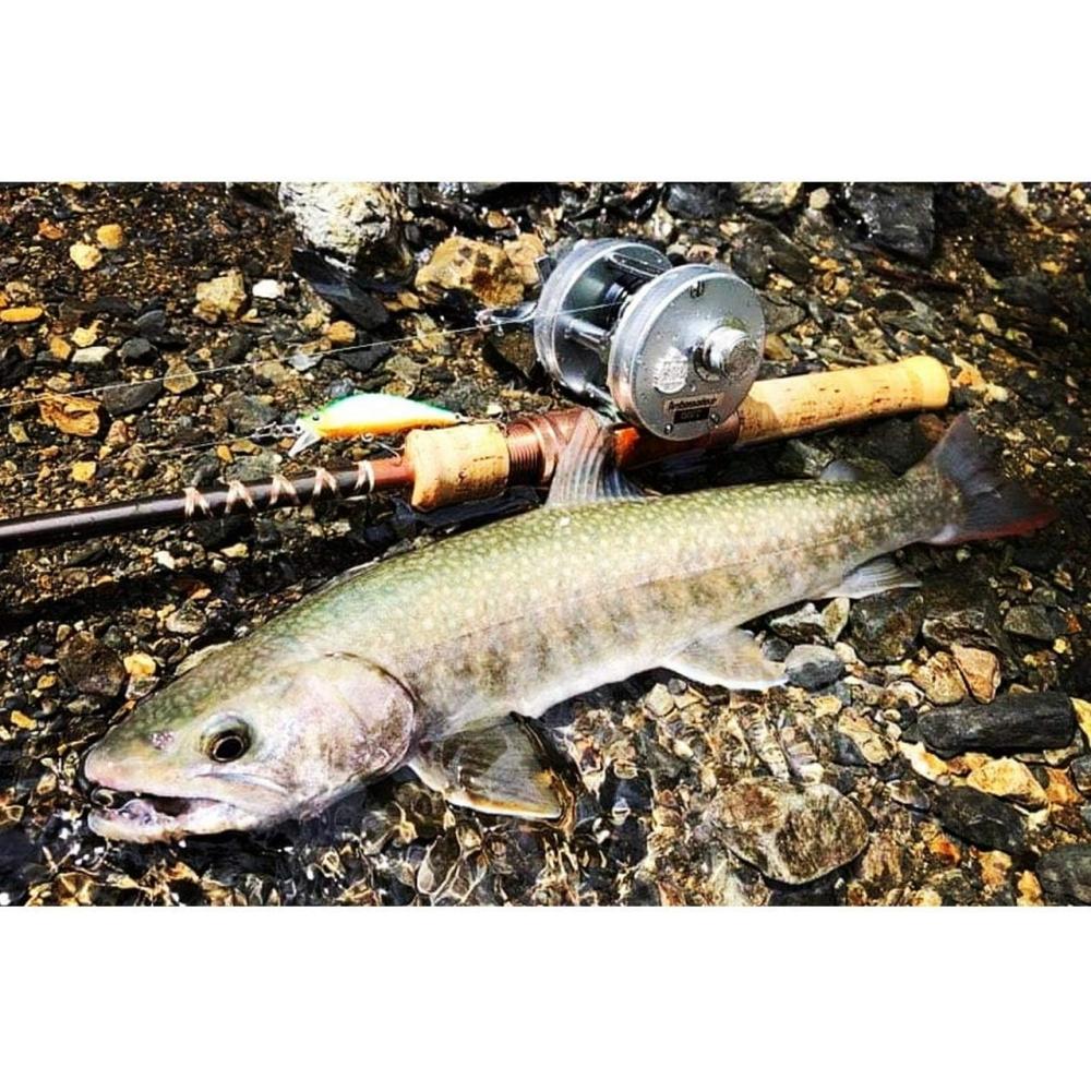 Tiemco  Tiemco  Fenwick Fs53cl 3j Total Length 5.3 Ft  162 Cm 