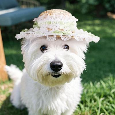 Ropa y calzado – Gorras para perros