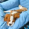 Silver Dog Car Seat