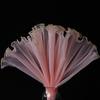 Phnom Penh Edge Wave Pearl Tulle Flower Wrapping Net Floral Bouquet Inner Lining Material Gift Box DIY Sewing Supplies Craft Pa