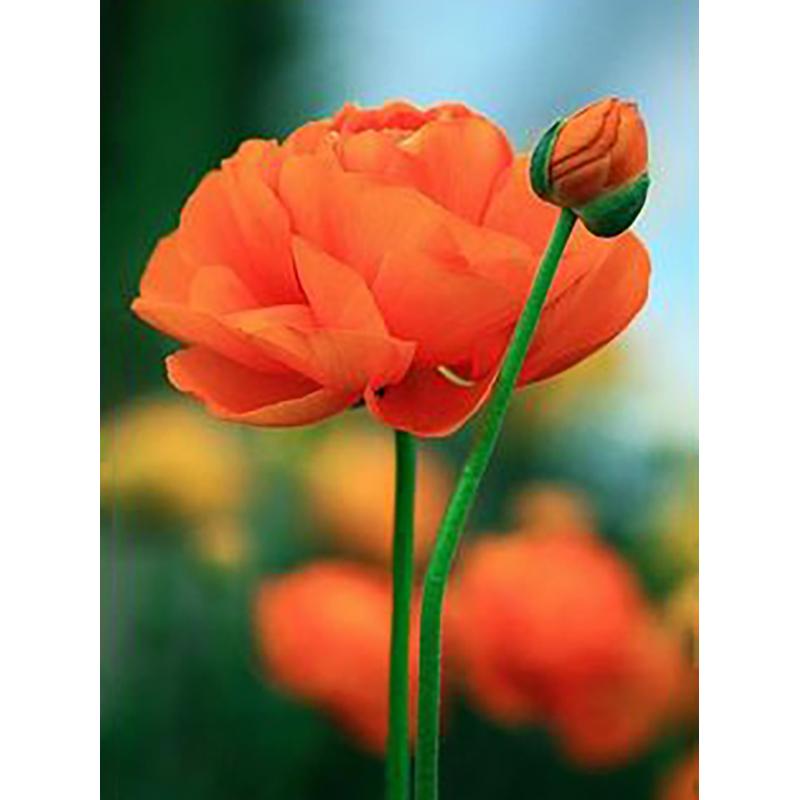 5D DIY Diamond Painting Full Round Drill Flower Cross Stitch Kit Mosaic Diamond Embroidery Rose Wall Art Home Decoration