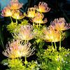 Solar Powered Shore Flower Ground Plug-In Lamp, Outdoor Waterproof, Beautiful Flower Decoration, Courtyard Lawn Decoration