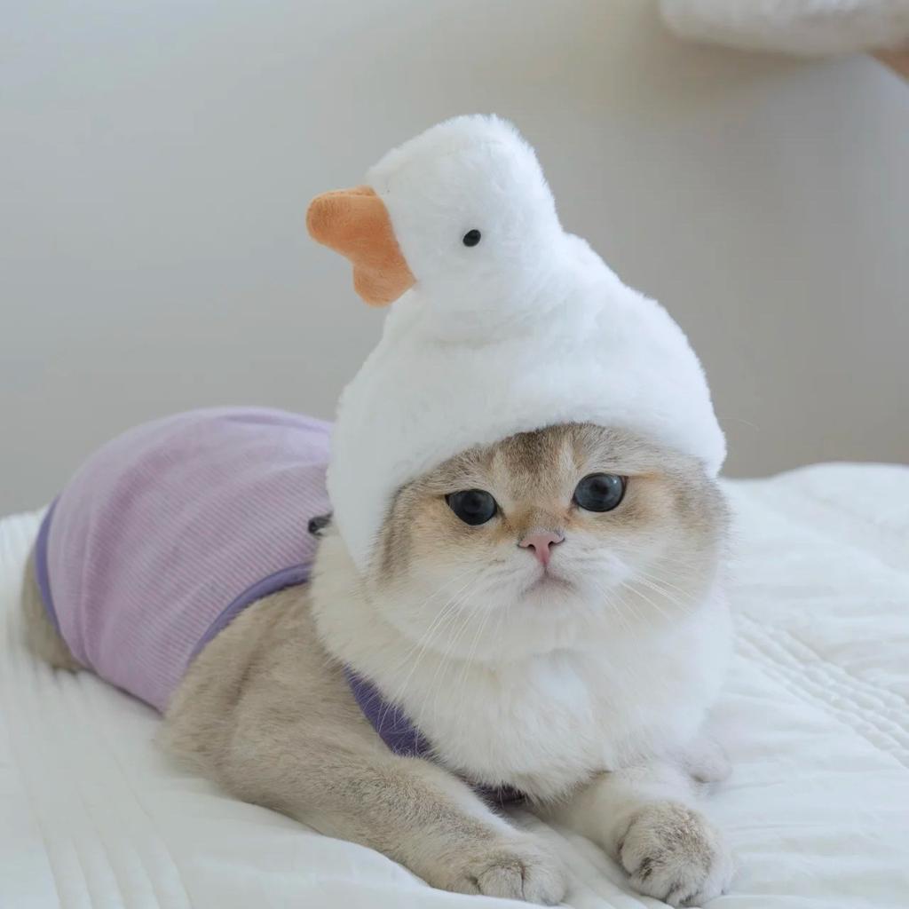 Pet Headgear, Starfish, Snapper Fish Hats, Piggy, Chick, Cat, Bear, Panda Headwear, Funny Costumes