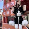White Devon Black Rex Cat Accompany Plush Toys Soft Lovers Decor Gift Dolls