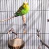 Deloky 8 PCS Natural Wood Bird Perch Stand-Wooden Parrot Perch Stand-Perch Platform Cage Accessories for Parrotlets Budgies Cockatiels Parakeets