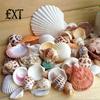 100g Gemischte Muscheln Muschelhandwerk Muscheln Zuhause Aquarium Nautische Dekoration