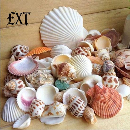 100g Gemischte Muscheln Muschelhandwerk Muscheln Zuhause Aquarium Nautische Dekoration