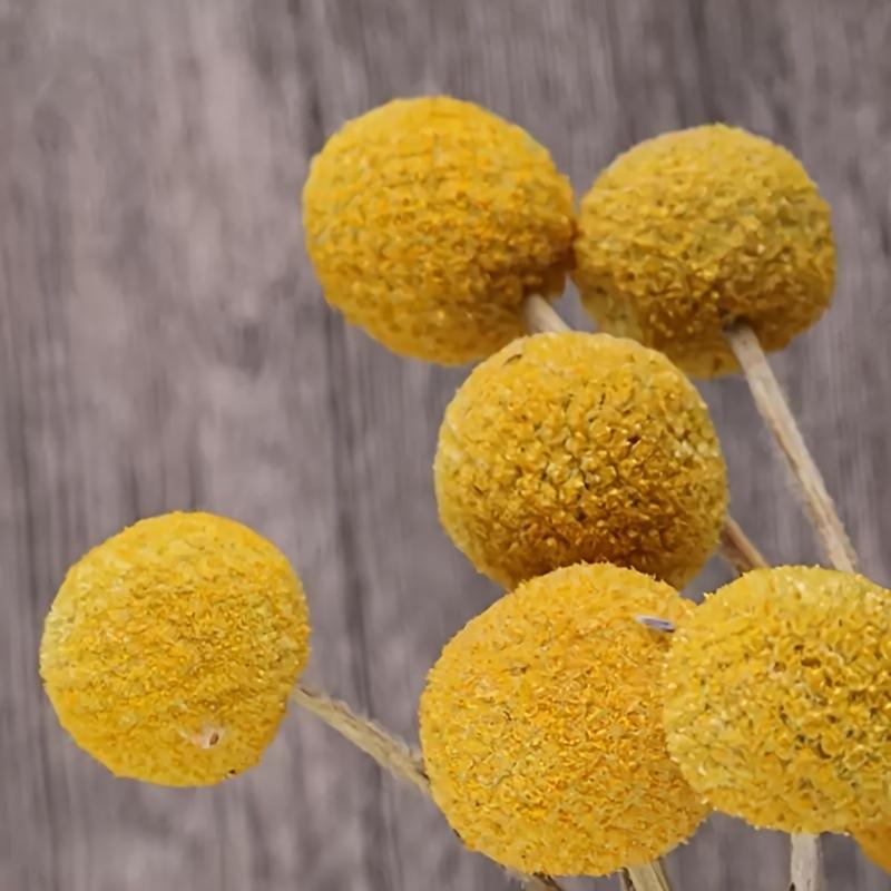 20pcs Golden Ball Dried Flowers Preserved Flowers Home Decoration Natural Dried Flowers