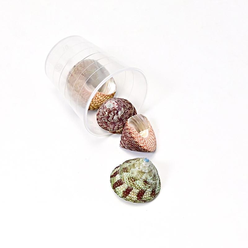 

1 Set DIY Accessories DIY Jewelry Materials Aquarium Landscaping Miniature Shells Mini Shells Ocean Style Various