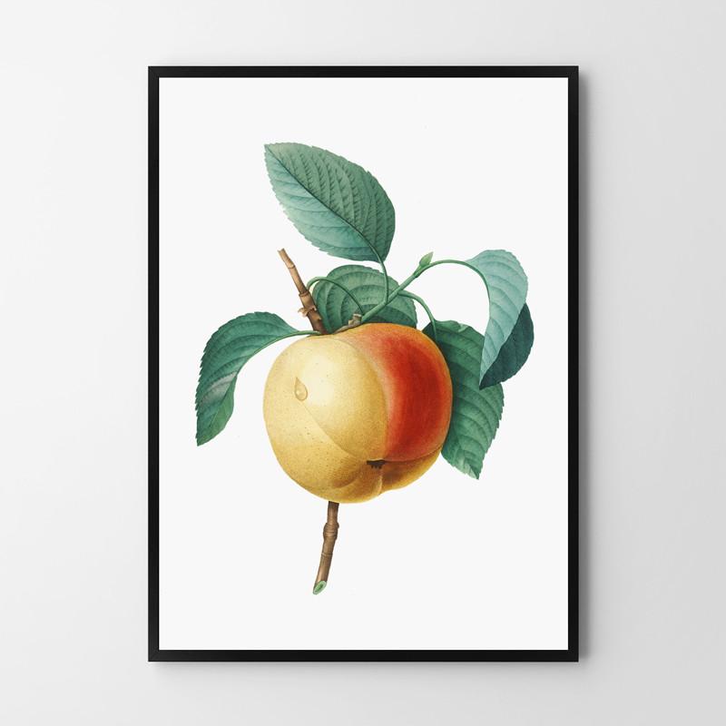Vintage Apple Blossom Poster