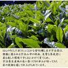 Kiyosui Summer Gift Uji Tea Set Gyokuro Sencha (60g2 bottles) Furoshiki Wrapping Premium Kyoto Leaves Present Homecoming Souvenir Thank You Can