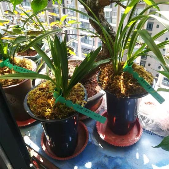 100 STK Gjenbrukbare vanntette PVC plantehagemarkører for hage