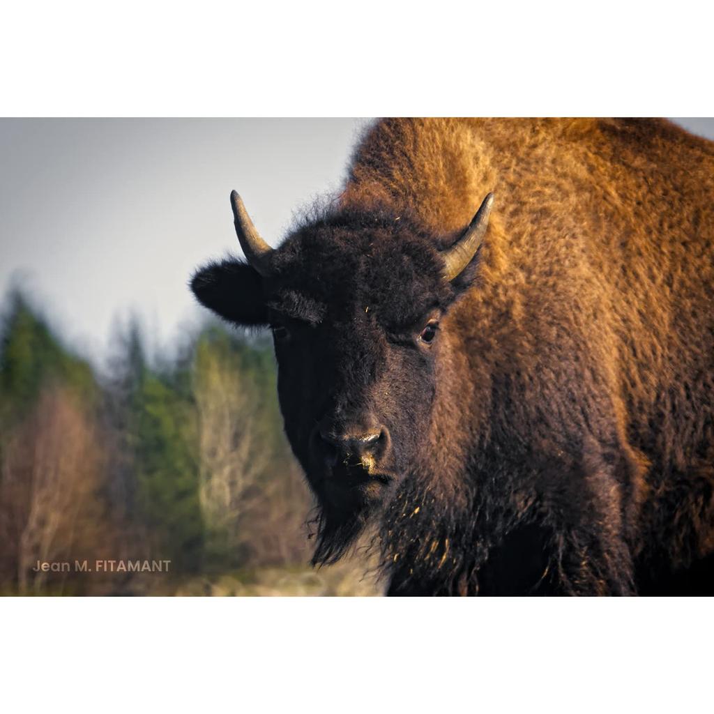 Tokina Telephoto Mirror Lens SZX SUPER TELE 400mm F8 Reflex MF Nikon F Mount Manual Focus Interchangeable Mount Full Size Compatible 634707