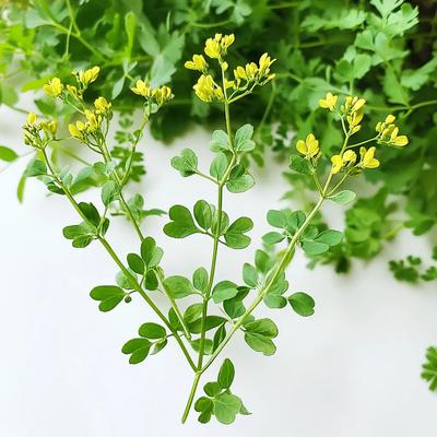 100 Rue Officinale Seeds (מסלול קברות)