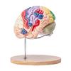 Human Brain Model Anatomy, 2X Life-Size 4-Part Human Brain Anatomical Model with Labels & Display Base, Color-Coded Detachable Brain Model for Science