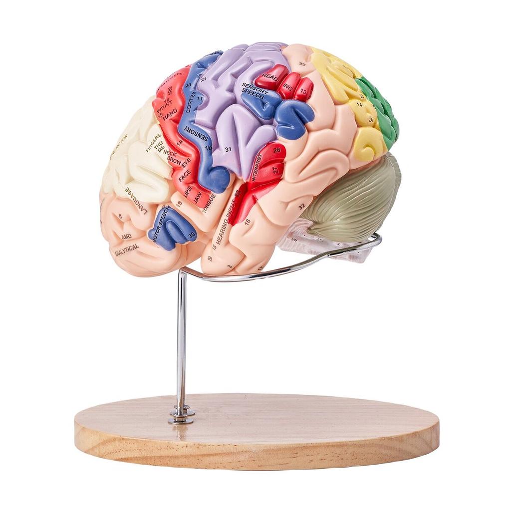 Human Brain Model Anatomy, 2X Life-Size 4-Part Human Brain Anatomical Model with Labels & Display Base, Color-Coded Detachable Brain Model for Science