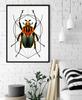 Poster Worm Insect Geometry