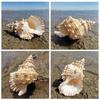 Large Conch Seashell Ornament for Wall Decor, Aquarium Aquascaping, and Sea Sound Collection