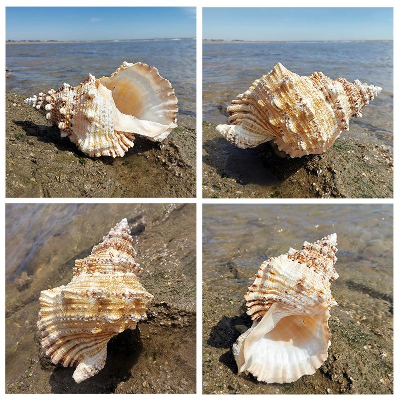 Large Conch Seashell Ornament for Wall Decor, Aquarium Aquascaping, and Sea Sound Collection