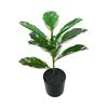 Artificial Rubber Tree: High-End Indoor Decor for Living Room - Large Bionic Plant
