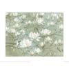 Diane Demirci White Magnolia Print