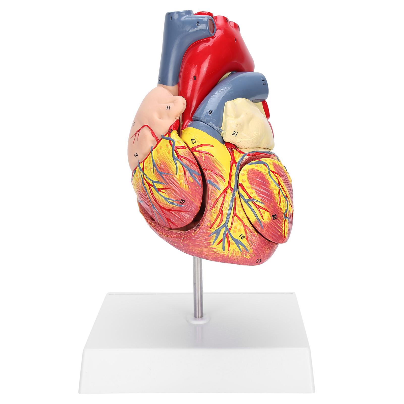 

2X Life Size Heart Model Human Heart Teaching Model Simulation Heart Organ Model