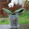 Transparent Nursery Potsplant with Tray Seed Starting Pot Flower Plant Contain Planters Root Control Orchid Transparent Pot