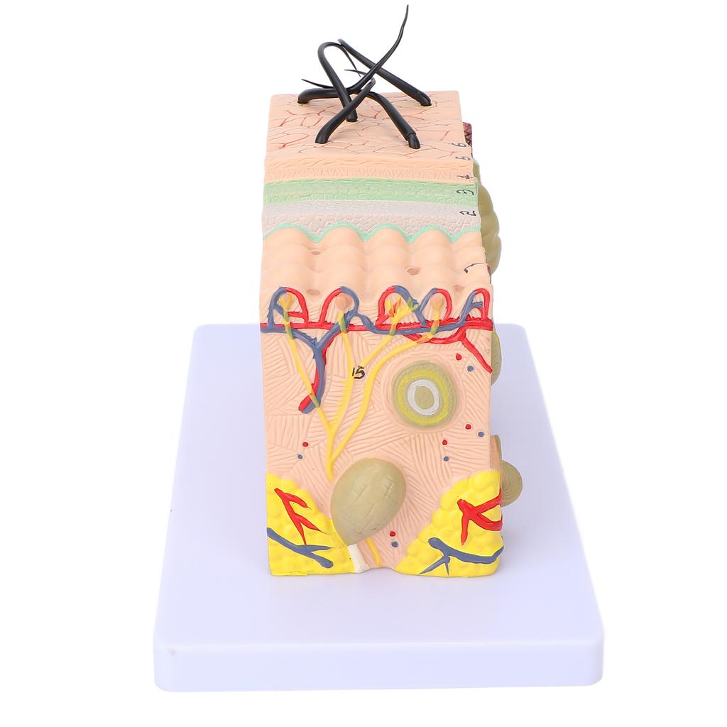 35X Enlarged Anatomical Skin Model 3 Dimensional Skin Teaching Aids Model for Skin Cosmetology