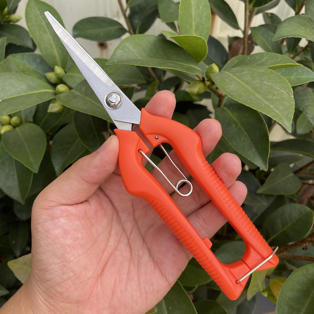 Stainless Steel Fruit Harvesting Shears Pruning Scissors for Orchards Branches Bonsai & Vegetable Fruit Thinning