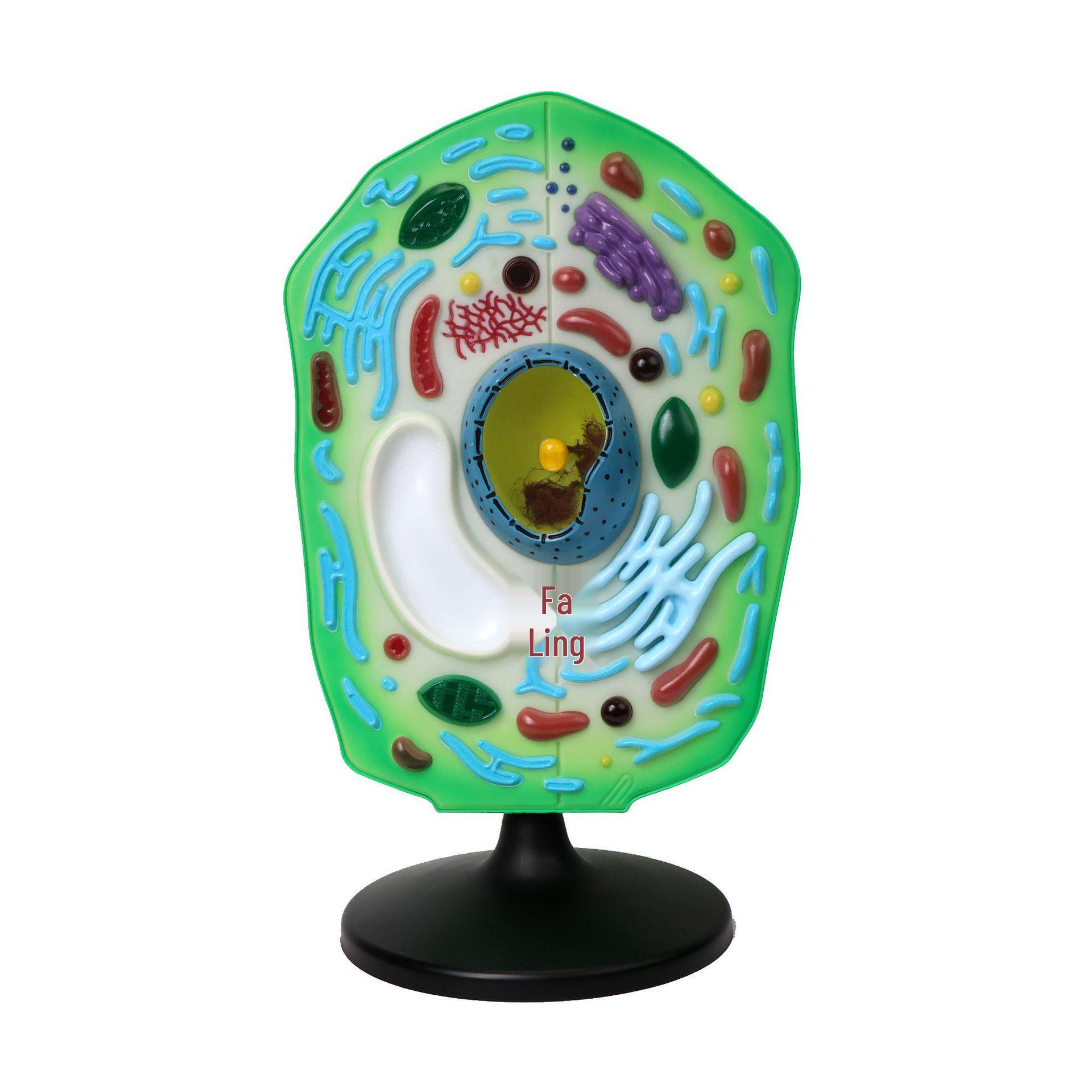 Qinghua Plant Cell Model for Biological Teaching and Medical Education 10-30 cm