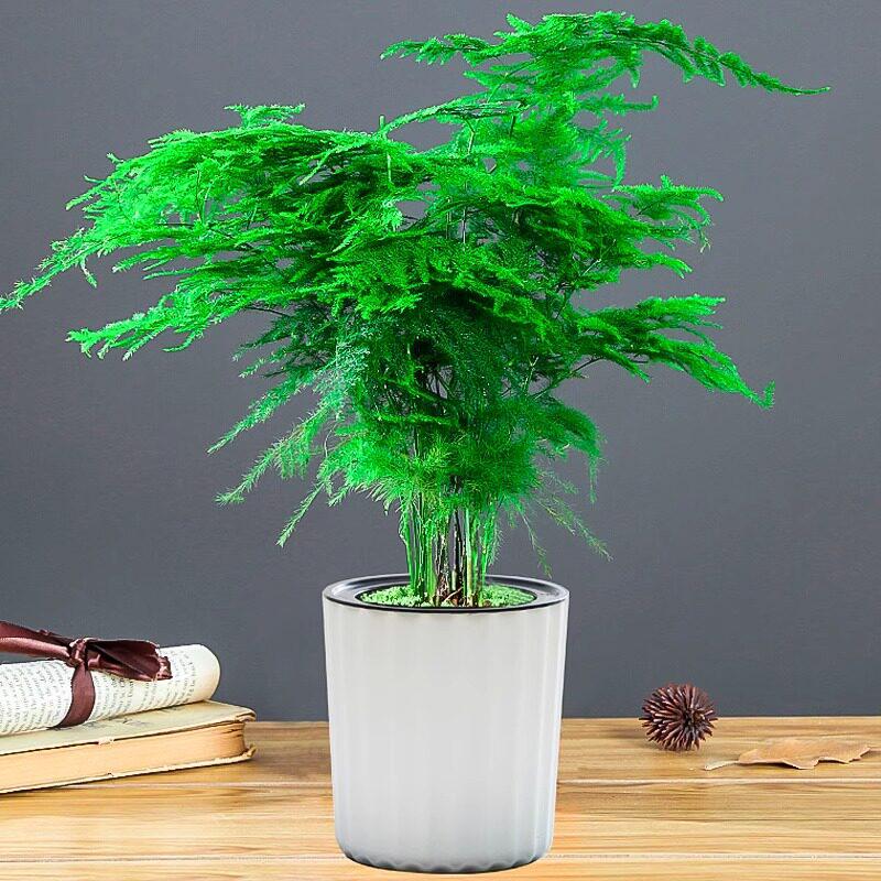 Asparagus Fern Indoor Plant: Air-Purifying, Evergreen, Hydroponic Bonsai for Office or Home
