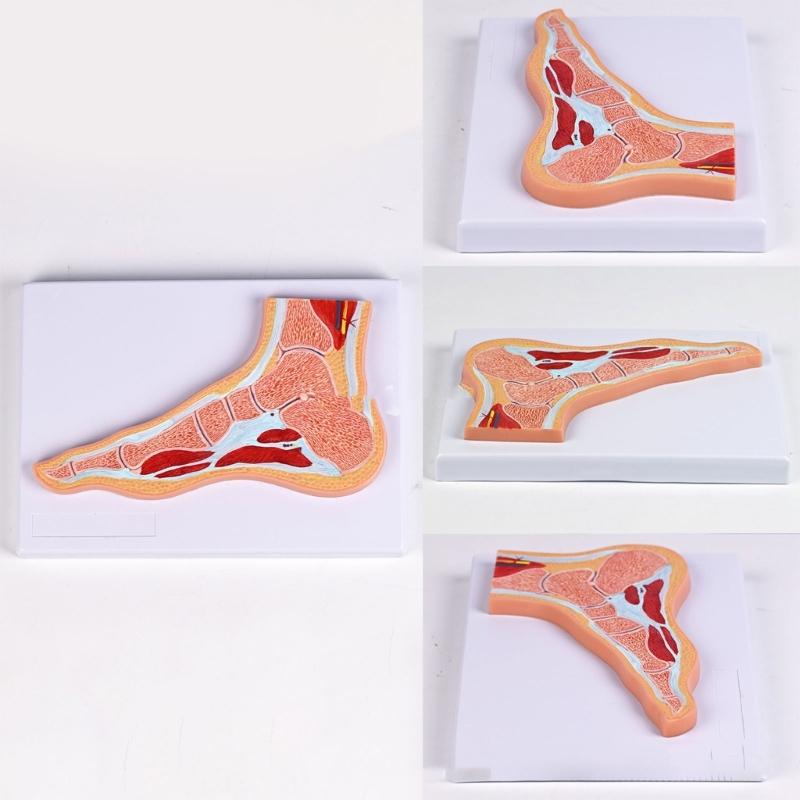 Educational PVC Foot Joint Anatomy Model Sectional Anatomical Ankle Foot Joint Model For Education And Clinical Settings