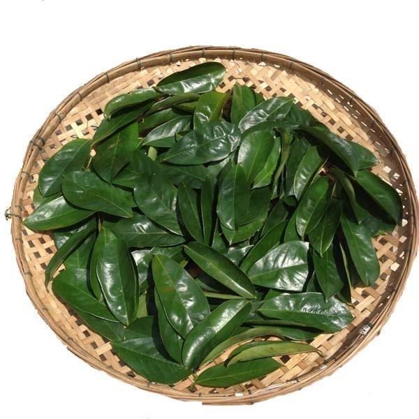 Corossol-/Graviola-Blättertee in Teebeuteln - 30 Tage