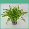 Faux Plastic Pteridium Aquilinum Var Latiusculum Plant Accessories For Gardening Photography And Interior Decoration