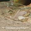 Transparent Fish Tank Trap Acrylic One Way Trap Durable Shrimp Catcher  Reptile Terrarium