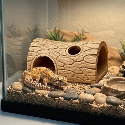 Sürüngen – Sürüngen Terraryumları