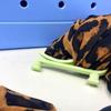 3Pcs/Set Holder Organizer Bogg Bag Hook Plastics Bag Storage Hooks  Outdoor Tool