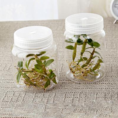 Flower Growing Bottle Convenient Anti-deform Reusable Plants Growing Bottle No Burr Smooth Surface Plants Watering Bottle for Gifts
