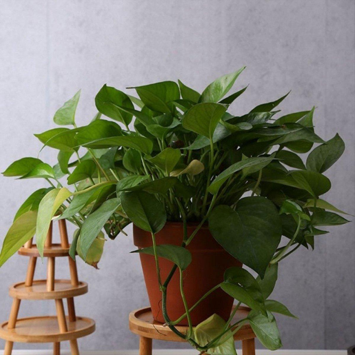 BHBL Flower Pot Tray Solid Wood Flower Shelf Indoor Desktop Living Room Potted Pothos Floor-Standing Vase Base China Mainland