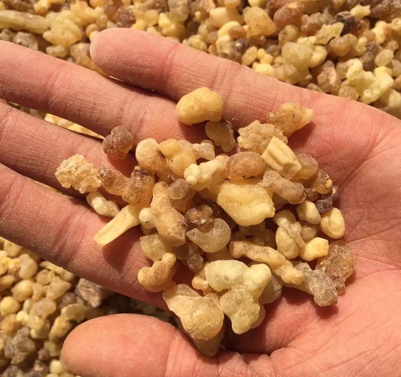 Somalia Premium Light Frankincense Beads - Integrity Medicinal Materials Store (Shipping Not Included)