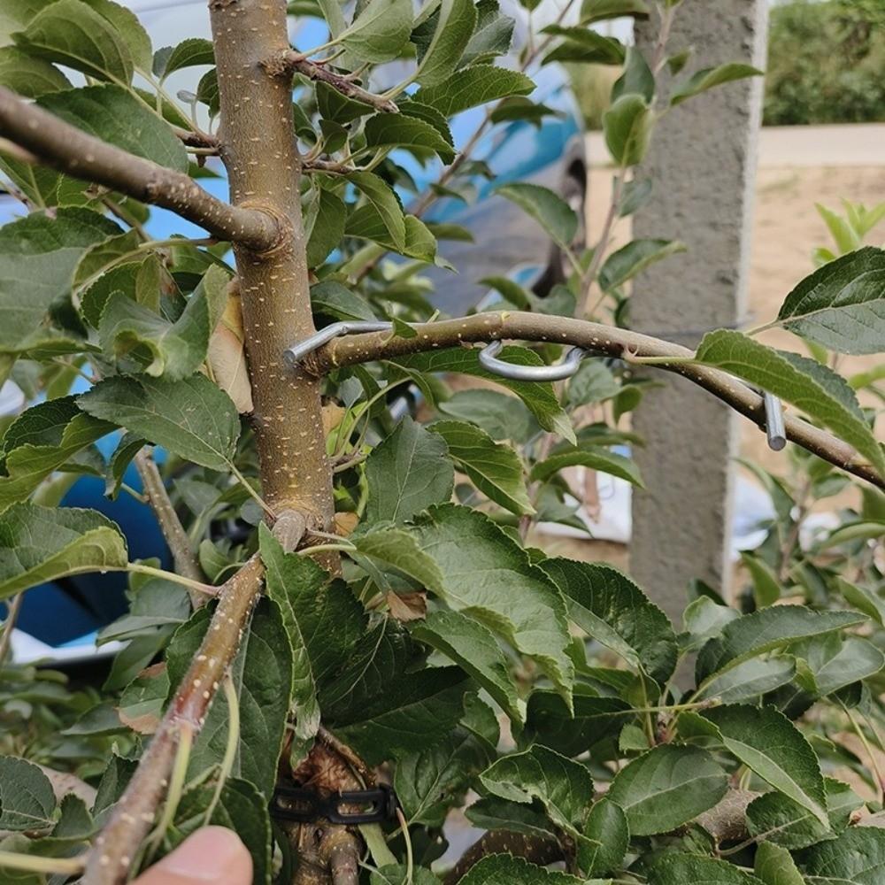 10Pcs M-Shaped Fruit Tree Branch Puller Shape Fixator Metal Branch Bending Tools Heavy-Duty Branch Bends Plant Support Tool