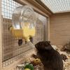 Large Capacity Automatic Water Kettle Drip-proof Hamster Water Bottle  Small Animal Cage