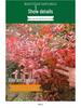 Fire Nandina Bonsai: Old Specimen Seedling for Indoor/Outdoor Use, Potted for Courtyard Garden, Living Room, or Balcony.