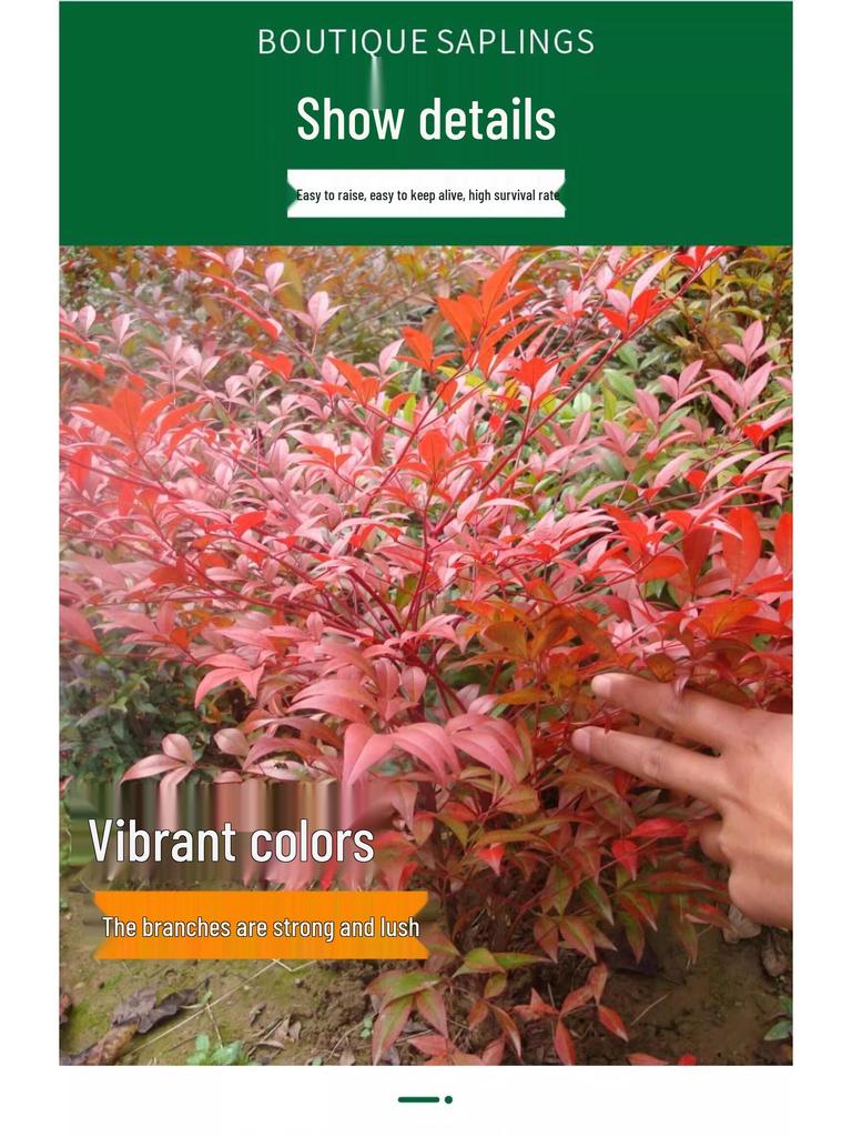 Fire Nandina Bonsai: Old Specimen Seedling for Indoor/Outdoor Use, Potted for Courtyard Garden, Living Room, or Balcony.