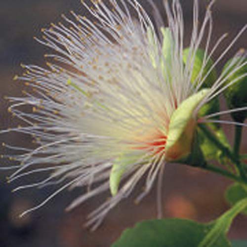 NEAL'S YARD REMEDIES Bush Flower Essence Cream for Women 50ml (x 1)