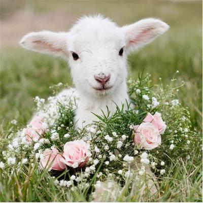 Full 5D Diy Diamond Painting A Cute Sheep Animal Embroidery Cross Stitch Home Decor Handmade Gift